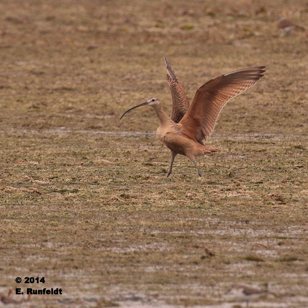 13Sept 464.jpg - Long-billed Curlew